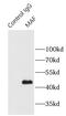 MAF BZIP Transcription Factor antibody, FNab04929, FineTest, Immunoprecipitation image 
