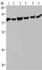 Heat Shock Protein Family A (Hsp70) Member 9 antibody, CSB-PA104816, Cusabio, Western Blot image 