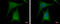 Glucokinase antibody, GTX111517, GeneTex, Immunocytochemistry image 