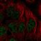 Paired Like Homeodomain 2 antibody, HPA062728, Atlas Antibodies, Immunocytochemistry image 