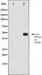 Jun Proto-Oncogene, AP-1 Transcription Factor Subunit antibody, orb105992, Biorbyt, Western Blot image 