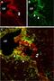 Cyclic Nucleotide Gated Channel Alpha 2 antibody, PA5-77604, Invitrogen Antibodies, Immunohistochemistry frozen image 