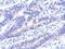 VPS33A Core Subunit Of CORVET And HOPS Complexes antibody, NBP2-20872, Novus Biologicals, Immunohistochemistry frozen image 