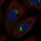Solute Carrier Family 17 Member 1 antibody, PA5-65625, Invitrogen Antibodies, Immunofluorescence image 