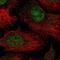 THO Complex 5 antibody, PA5-65514, Invitrogen Antibodies, Immunofluorescence image 