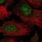 THO complex subunit 5 homolog antibody, PA5-65514, Invitrogen Antibodies, Immunofluorescence image 