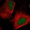 NEDD8 Ubiquitin Like Modifier antibody, HPA060254, Atlas Antibodies, Immunofluorescence image 