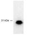 F-Box Protein 44 antibody, NB100-467, Novus Biologicals, Western Blot image 
