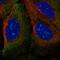 TRIM61 antibody, HPA049109, Atlas Antibodies, Immunofluorescence image 