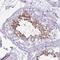 Calmegin antibody, NBP2-49288, Novus Biologicals, Immunohistochemistry frozen image 