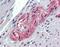 Taxilin Beta antibody, orb96677, Biorbyt, Immunohistochemistry paraffin image 