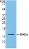 BCL2 Binding Component 3 antibody, LS-C701567, Lifespan Biosciences, Western Blot image 