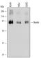 NUMB Endocytic Adaptor Protein antibody, MAB4338, R&D Systems, Western Blot image 