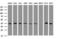 Tubulin Folding Cofactor C antibody, LS-C173936, Lifespan Biosciences, Western Blot image 