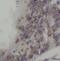 Sperm Associated Antigen 7 antibody, FNab08145, FineTest, Immunohistochemistry frozen image 