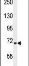 SEL1L Adaptor Subunit Of ERAD E3 Ubiquitin Ligase antibody, PA5-24179, Invitrogen Antibodies, Western Blot image 