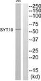 Synaptotagmin 10 antibody, TA316356, Origene, Western Blot image 