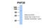 PHD Finger Protein 20 antibody, 28-386, ProSci, Western Blot image 