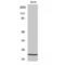 Core-Binding Factor Subunit Beta antibody, LS-C385435, Lifespan Biosciences, Western Blot image 