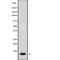 C-X-C Motif Chemokine Ligand 11 antibody, abx149631, Abbexa, Western Blot image 