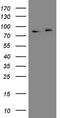 Adaptor Protein, Phosphotyrosine Interacting With PH Domain And Leucine Zipper 1 antibody, MA5-26917, Invitrogen Antibodies, Western Blot image 