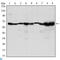 Coactivator Associated Arginine Methyltransferase 1 antibody, LS-C812747, Lifespan Biosciences, Western Blot image 