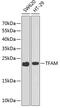 Transcription Factor A, Mitochondrial antibody, 15-064, ProSci, Western Blot image 