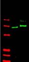 GLI Family Zinc Finger 2 antibody, orb88483, Biorbyt, Western Blot image 