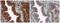 Mechanistic Target Of Rapamycin Kinase antibody, GTX132803, GeneTex, Immunohistochemistry paraffin image 