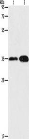 Annexin A9 antibody, TA349472, Origene, Western Blot image 