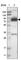 Peptidylprolyl Isomerase Domain And WD Repeat Containing 1 antibody, HPA019360, Atlas Antibodies, Western Blot image 