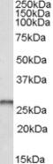 Phosphoglycerate Mutase 1 antibody, MBS421435, MyBioSource, Western Blot image 