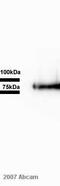 C-X3-C Motif Chemokine Ligand 1 antibody, ab25088, Abcam, Western Blot image 