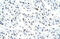 Matrin 3 antibody, 29-447, ProSci, Western Blot image 