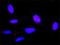 Histamine Receptor H1 antibody, H00003269-M03, Novus Biologicals, Proximity Ligation Assay image 