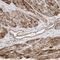 Ankyrin repeat and zinc finger domain-containing protein 1 antibody, PA5-57197, Invitrogen Antibodies, Immunohistochemistry frozen image 