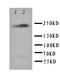 Toll Interacting Protein antibody, orb107144, Biorbyt, Western Blot image 