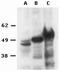 FOXP3 antibody, 14-7979-82, Invitrogen Antibodies, Western Blot image 