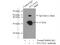 hBR-STL antibody, 12578-1-AP, Proteintech Group, Immunoprecipitation image 