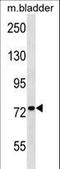 Coenzyme Q8A antibody, LS-C164308, Lifespan Biosciences, Western Blot image 