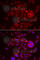 Serine Peptidase Inhibitor, Kunitz Type 1 antibody, A6411, ABclonal Technology, Immunofluorescence image 