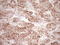 Kruppel Like Factor 2 antibody, LS-C340152, Lifespan Biosciences, Immunohistochemistry paraffin image 