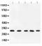 Tumor Necrosis Factor antibody, PB9010, Boster Biological Technology, Western Blot image 