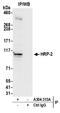 Hepatoma-derived growth factor-related protein 2 antibody, A304-313A, Bethyl Labs, Immunoprecipitation image 