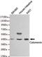 Calumenin antibody, GTX49241, GeneTex, Western Blot image 