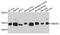 Ubiquitin Conjugating Enzyme E2 D4 (Putative) antibody, orb374055, Biorbyt, Western Blot image 