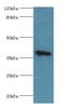 Annexin A2 antibody, LS-C369234, Lifespan Biosciences, Western Blot image 