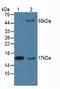 Peptidylprolyl Isomerase A antibody, LS-C716361, Lifespan Biosciences, Western Blot image 