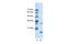 MYC Associated Factor X antibody, 28-802, ProSci, Western Blot image 