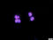 High Mobility Group Box 1 antibody, orb195321, Biorbyt, Immunofluorescence image 
